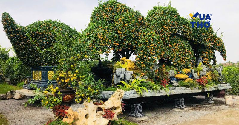 cây cảnh ngày tết