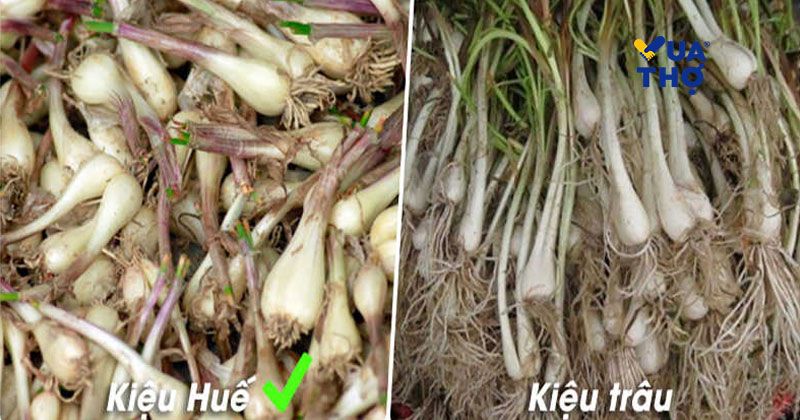 cách chọn củ kiệu